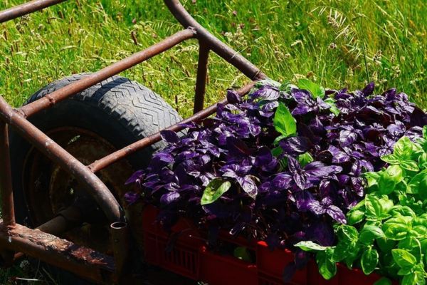 brouette et panier de légumes